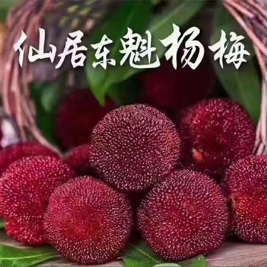 仙居县仙居东魁杨梅