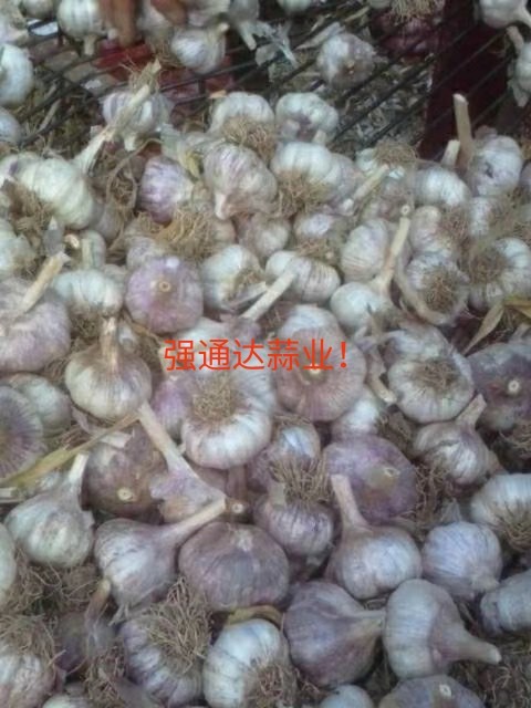 大名县大蒜种子 正宗河北老淤土地精品蒜种！
