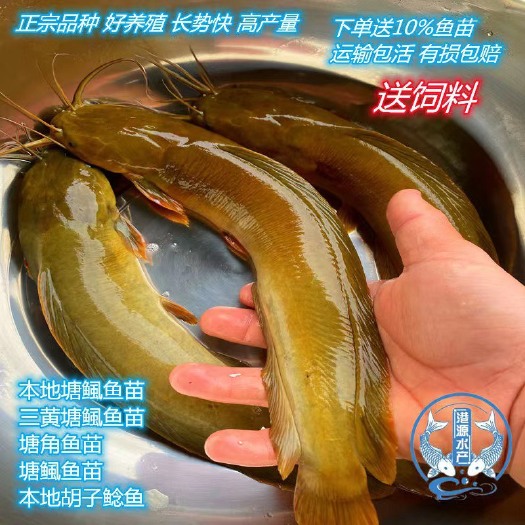 广州快递包邮 本地塘鲺鱼苗 三黄塘鲺鱼苗 塘角鱼苗 品种正宗纯正