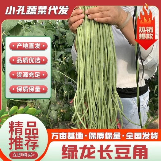 长豇豆  山东聊城莘县精品长豆角80以上 鲜 嫩 细长货源