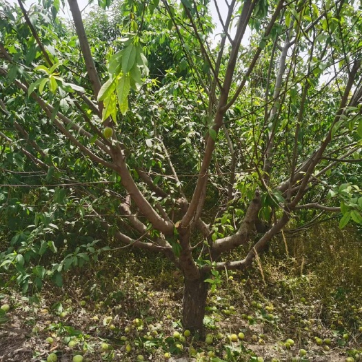 菏泽15公分青叶碧桃