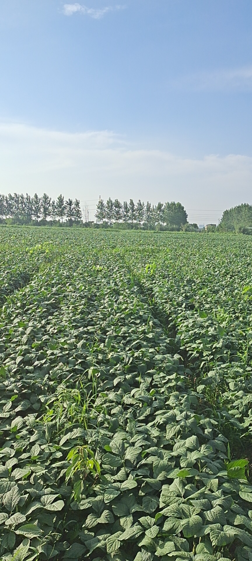 首批翠绿宝毛豆大量上市，大批量采摘，饱满新鲜