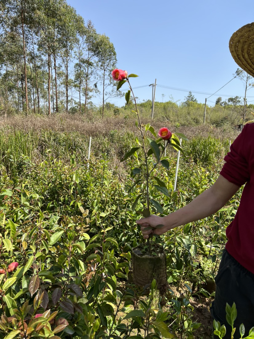 中科大果红花油茶苗图片