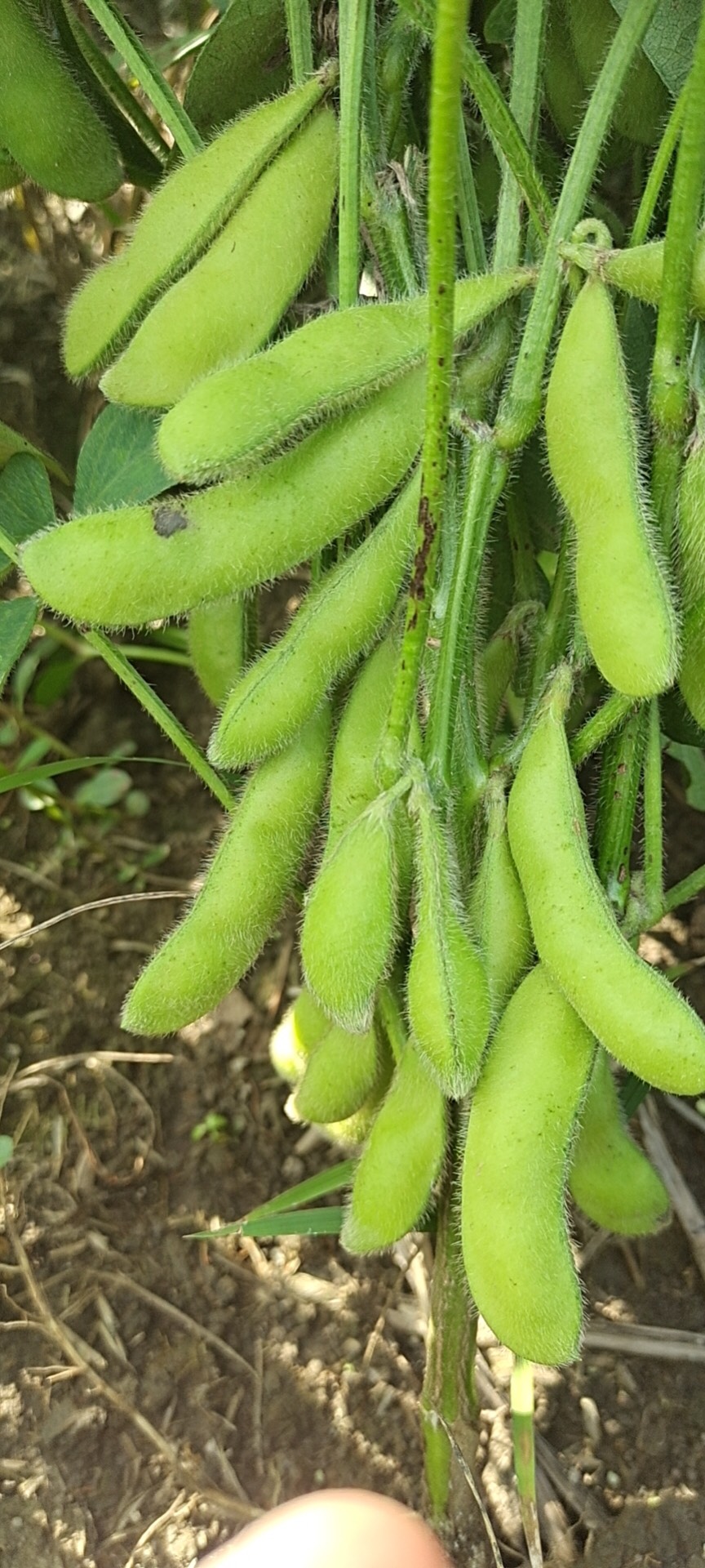 首批翠绿宝毛豆大量上市，大批量采摘，饱满新鲜