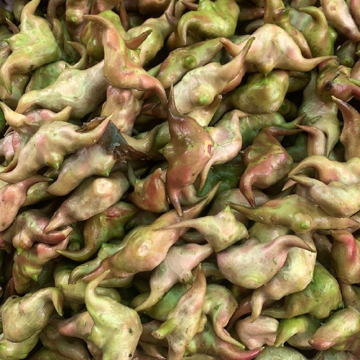 大青菱 家菱 活水菱角 壳薄肉厚 老菱 嫩菱 广东潮汕菱角