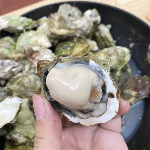 诏安县福建蚝 肥度99成！规格越来越好，肥度变肥，蒸烤不易缩水，肉