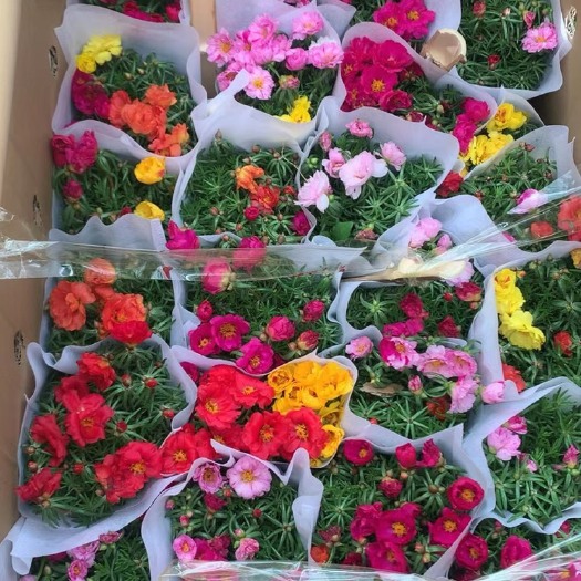 广州太阳花基地直销全国一件代发物美价廉叶绿冒大品质有保障诚信经营