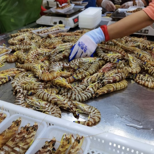 去头斑节虾 竹节虾九节虾身虾尾新鲜活冻大虾肉