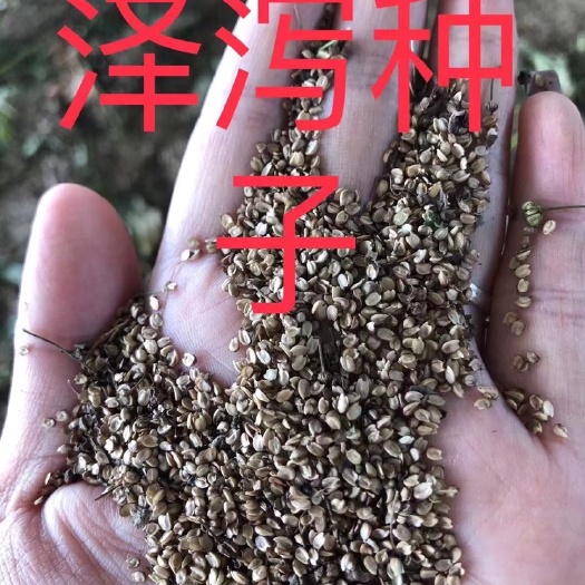 仁寿县泽泻种子