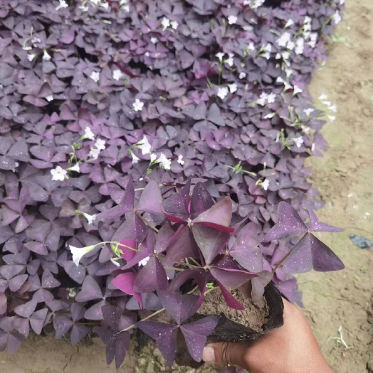 菏泽紫叶酢浆草