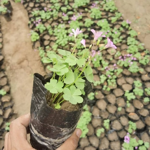 菏泽红花酢浆草