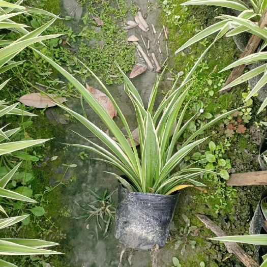 金边吊兰