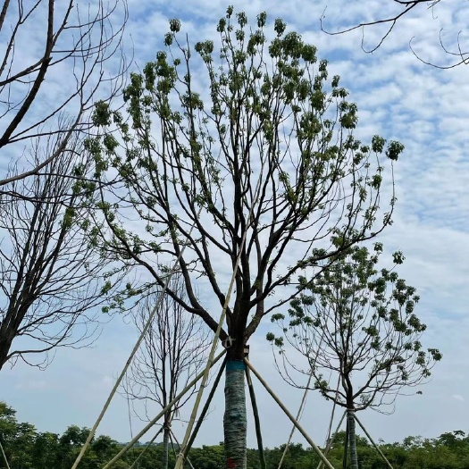 津市市容器香樟控根苗