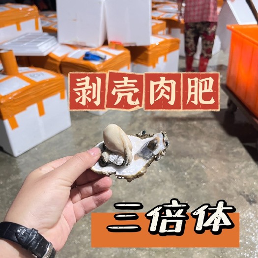 佛山广东生蚝壳薄肉厚鲜活三倍体生蚝带壳水产每斤只需2.8元