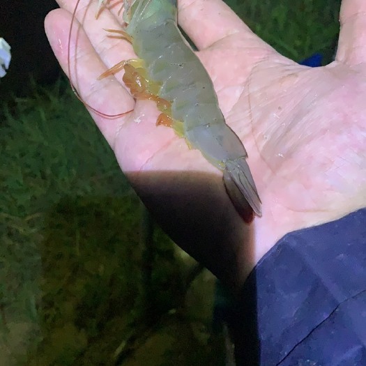 射阳县南美白对虾