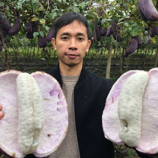 灵川县少籽八月瓜苗