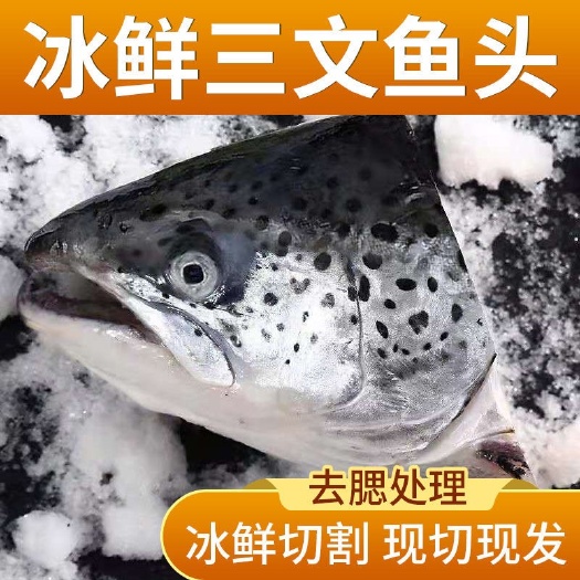 连云港三文鱼头新鲜超大冰鲜三文鱼排鱼头骨挪威三文鱼鱼头冷冻批发