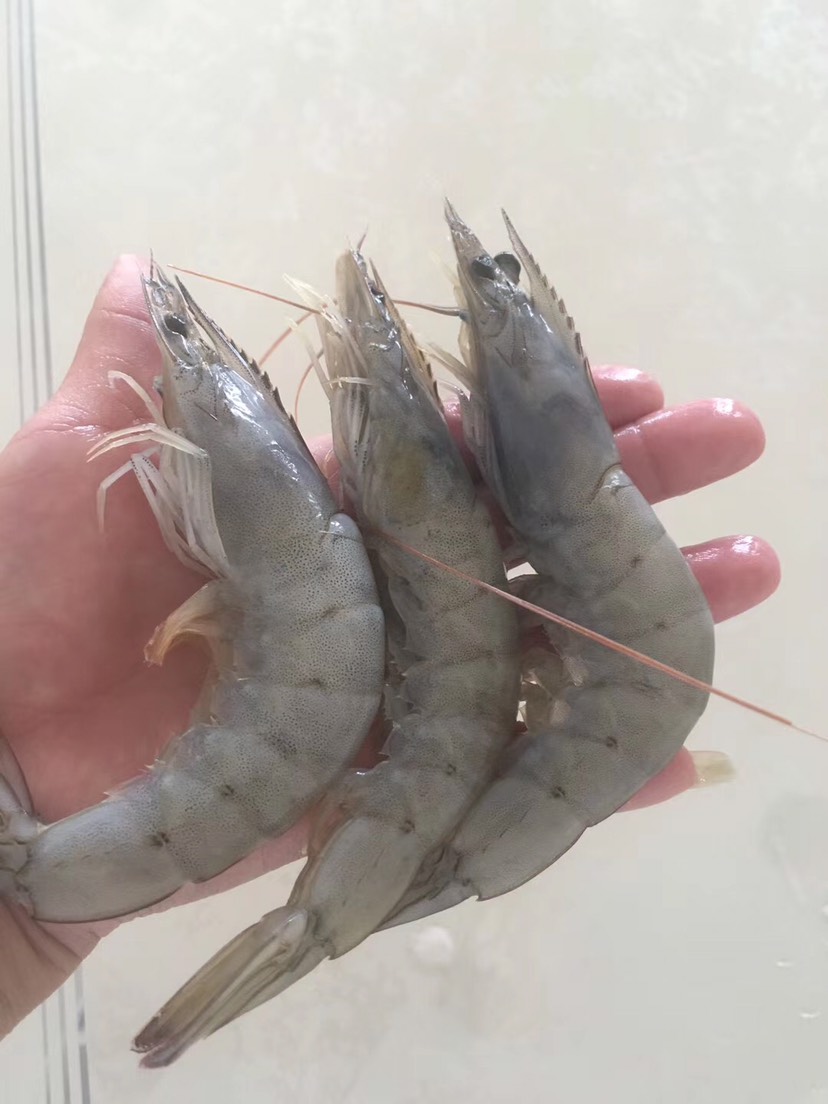海捕白虾～半盐冻，白灼