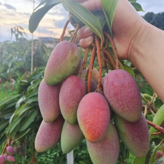 攀枝花攀枝花贵妃芒
