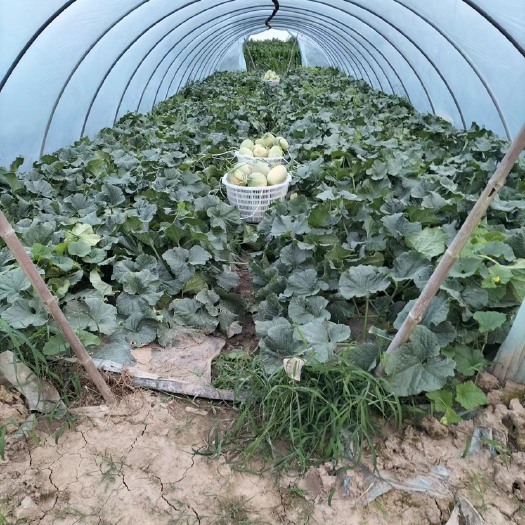 宁海长街本地  新鲜蜜瓜 价格美丽 出售，批发，零售，
