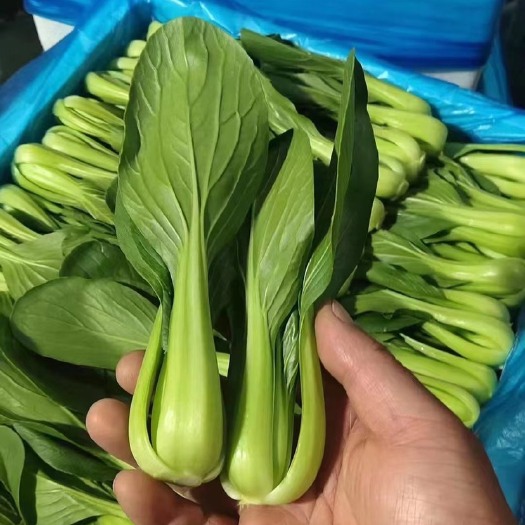 曹县上海青