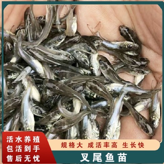 广州优质叉尾鱼苗，广东最早出售的一家叉尾鱼苗
