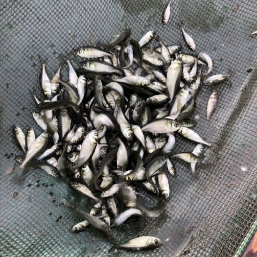常州花鲢鱼苗夏片1斤2000尾 -500尾，大头鱼苗 鳙鱼 调节