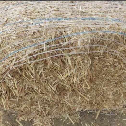 滨州小麦秸秆揉丝草料，现场今年新草料加工，欢迎订购