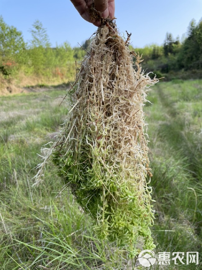 水苔素-海花草肥料