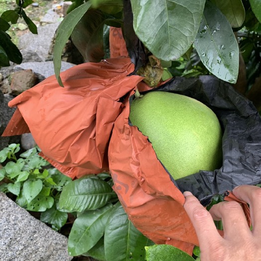 平和县三红蜜柚套袋子（大号32号三层）防病虫害早熟套袋