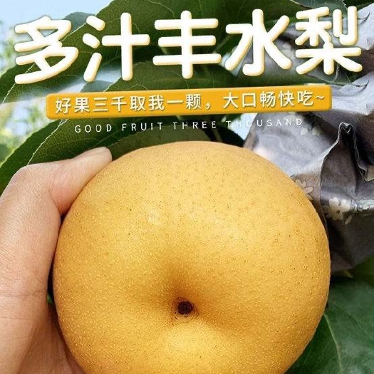 冠县大量供应冠县丰水梨，口感脆甜多汁，产地直供，可一件代发
