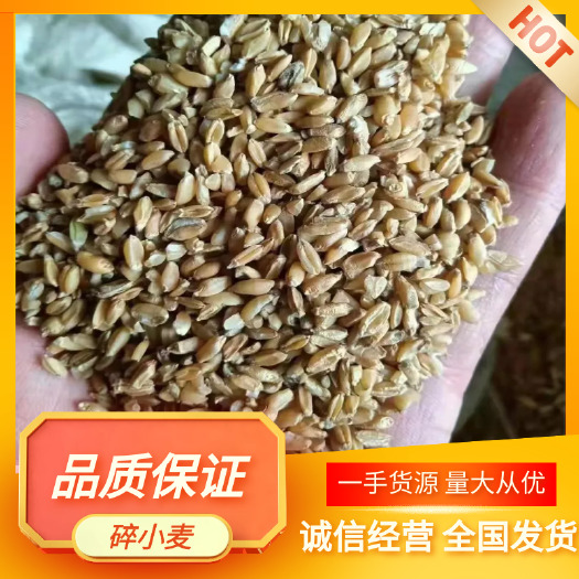 碎小麦，毛粮，净粮，无土，无沙，无霉变，养殖好饲料，