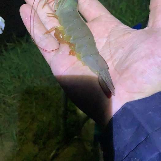 射阳县15-25头南美白对虾，鲜活