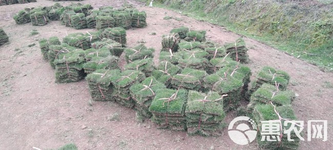 带土精品草块，草卷～二号、混播……