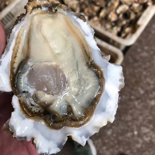 佛山顺丰冷链包邮 广东三倍体小包装 4斤装 送开生蚝工具包