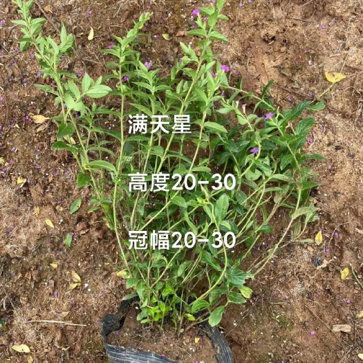 武汉春娟，龟甲冬青，满天星，大量各种苗木出售