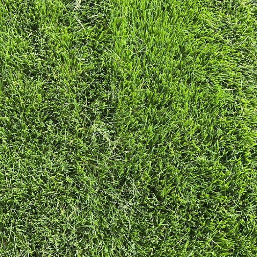 鄢陵县长期供应工地草坪马尼拉混播黑麦草早熟禾果岭草四季青低价供应