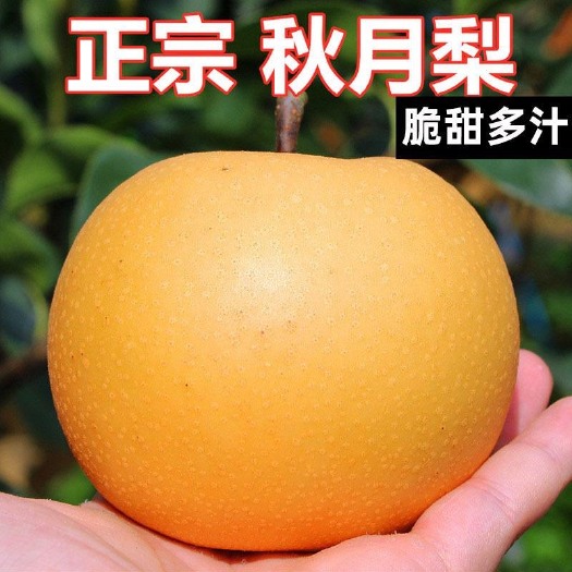 冠县大量供应秋月梨，口感脆甜多汁，保质保量，产地直供，可代发全国
