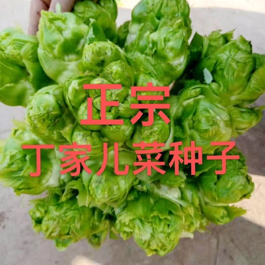 儿菜种子