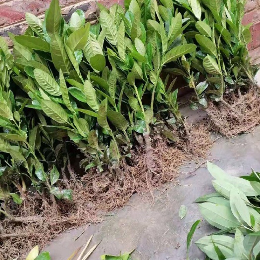 肇庆佛手苗广东盆栽佛手柑苗金佛手苗木香橼树苗药材用带土果苗
