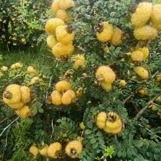 常州刺梨  鲜果  干果  干片  果脯   果汁  原浆