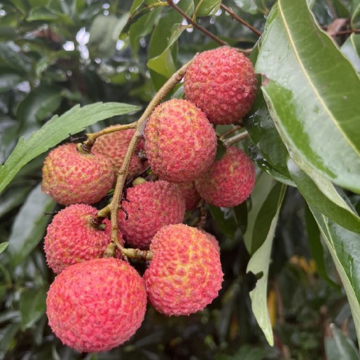 平南县基地直销，新鲜上市荔枝，桂味，黄叶荔枝，黑叶荔枝等大量上市，