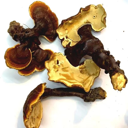 成都白灵芝 白芯灵芝 西藏白芯灵芝 微苦正品西藏白芯灵芝