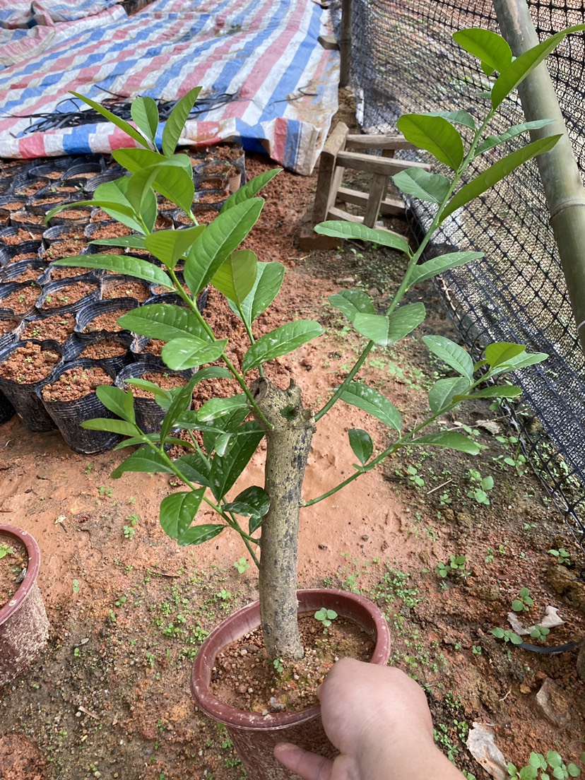 广东香水柠檬苗（带花盆）