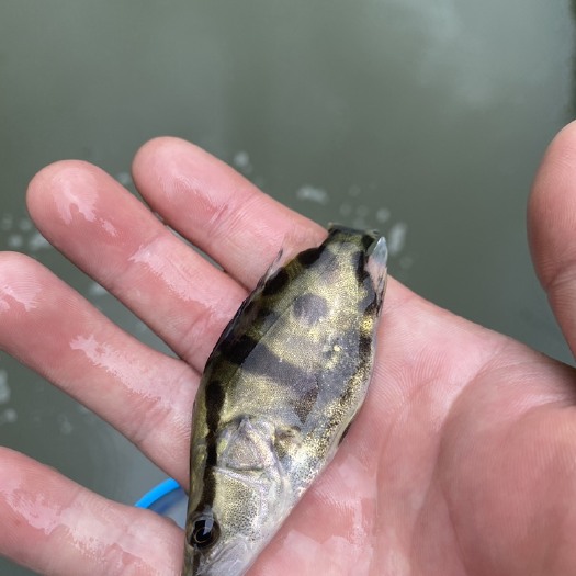 沭阳县桂鱼苗