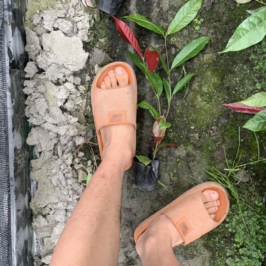成都红背桂小杯苗25-30高的货