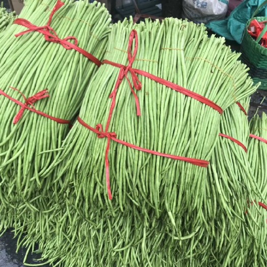 永福县豇豆、线豆、长豆角！精品豇豆