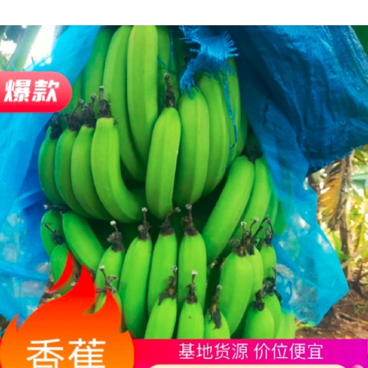 徐闻县徐闻产地直销，一手货源诚信合作，可下地看货，欢迎各位老板咨询