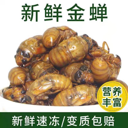 内乡县金蝉