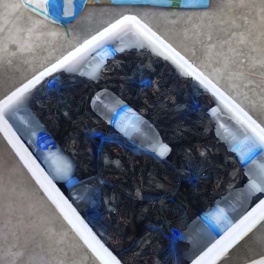 天气转晴了！知了马上大量上市了！口感脆肉质细腻又需要的赶紧联